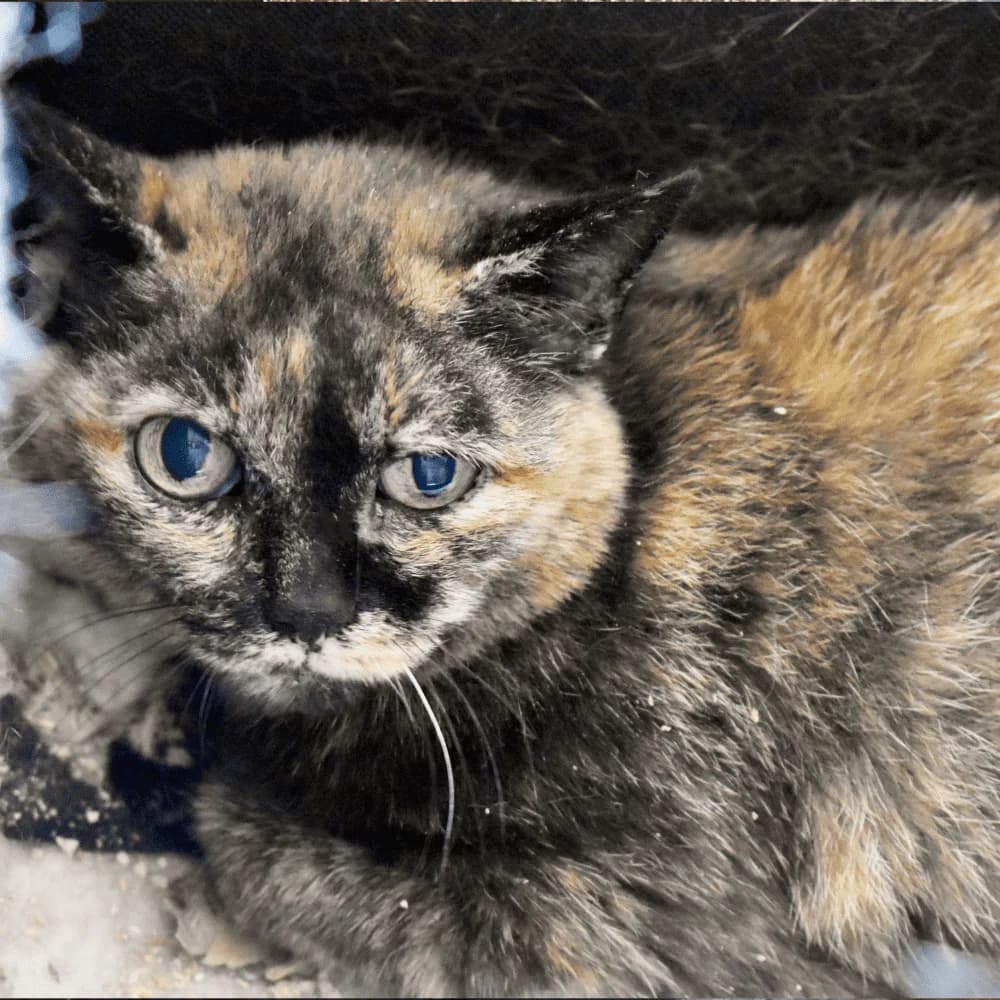 Noumie, Mixed Breed for adoption at Les Chachous de Chacha, les chachous de chacha
