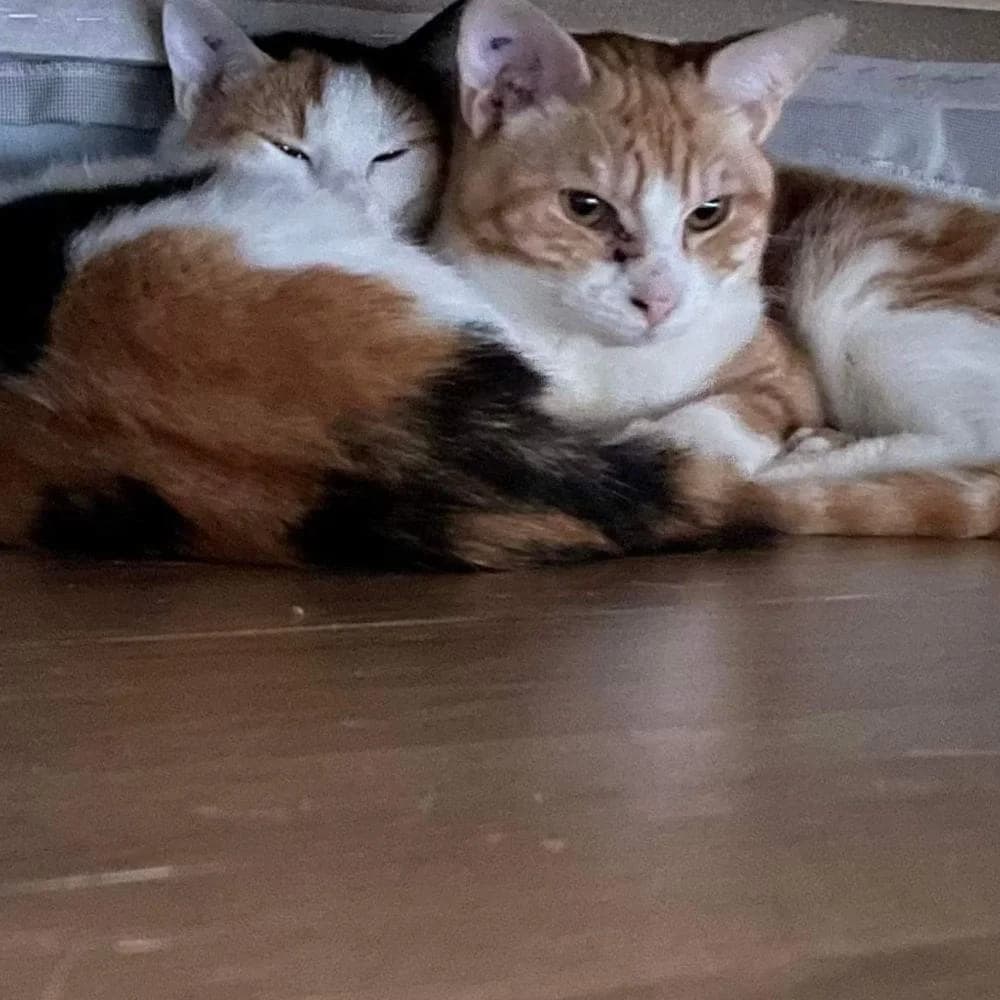 Nymphali, Mixed Breed for adoption at Les Chachous de Chacha, les chachous de chacha