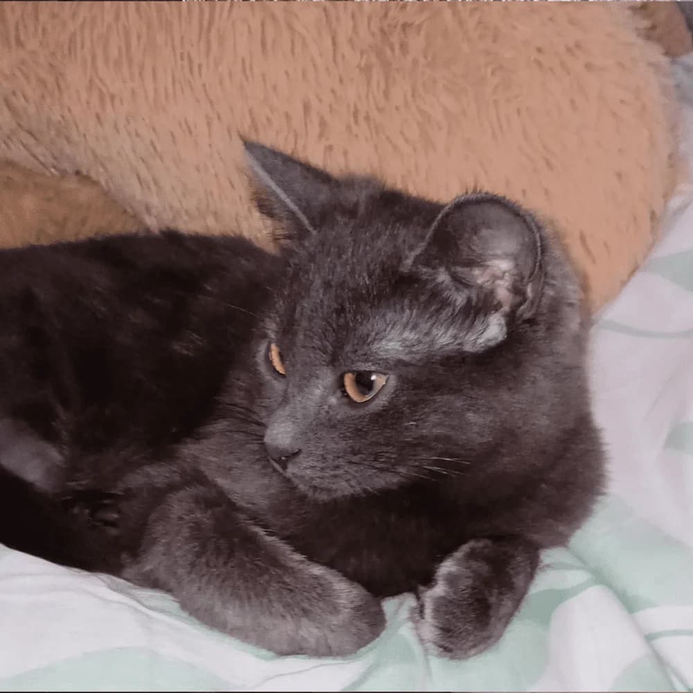 Ombre, Mixed Breed for adoption at Les Chachous de Chacha, les chachous de chacha