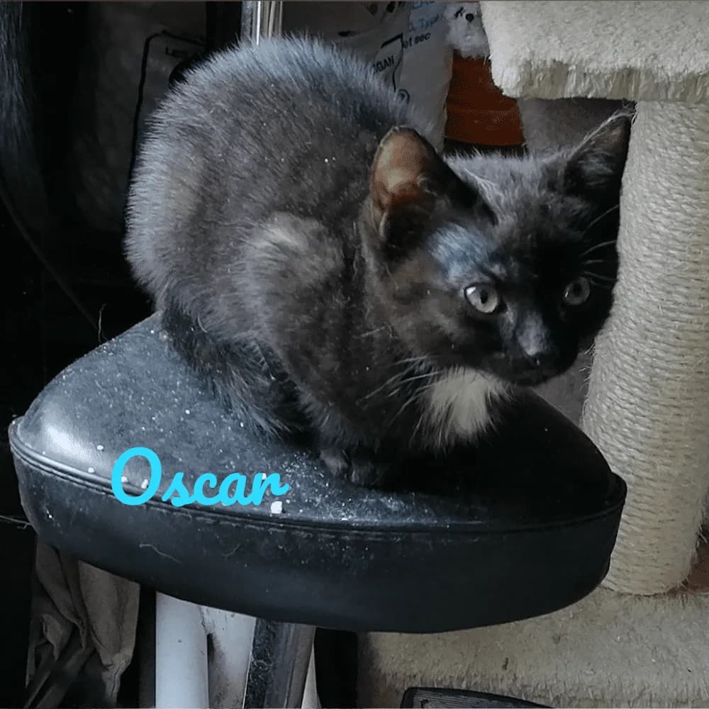 Oscar, Mixed Breed for adoption at Les Chachous de Chacha, les chachous de chacha