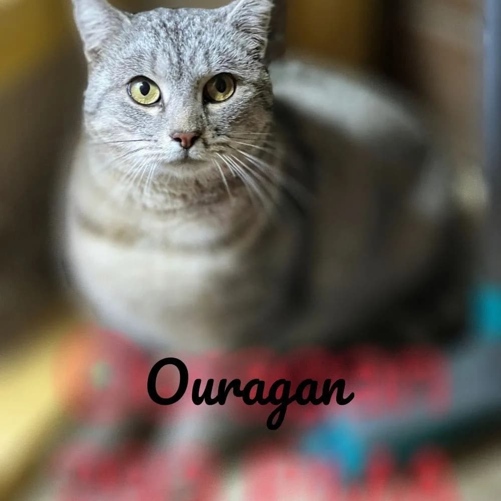 Ouragan, Mixed Breed for adoption at Les Chachous de Chacha, les chachous de chacha