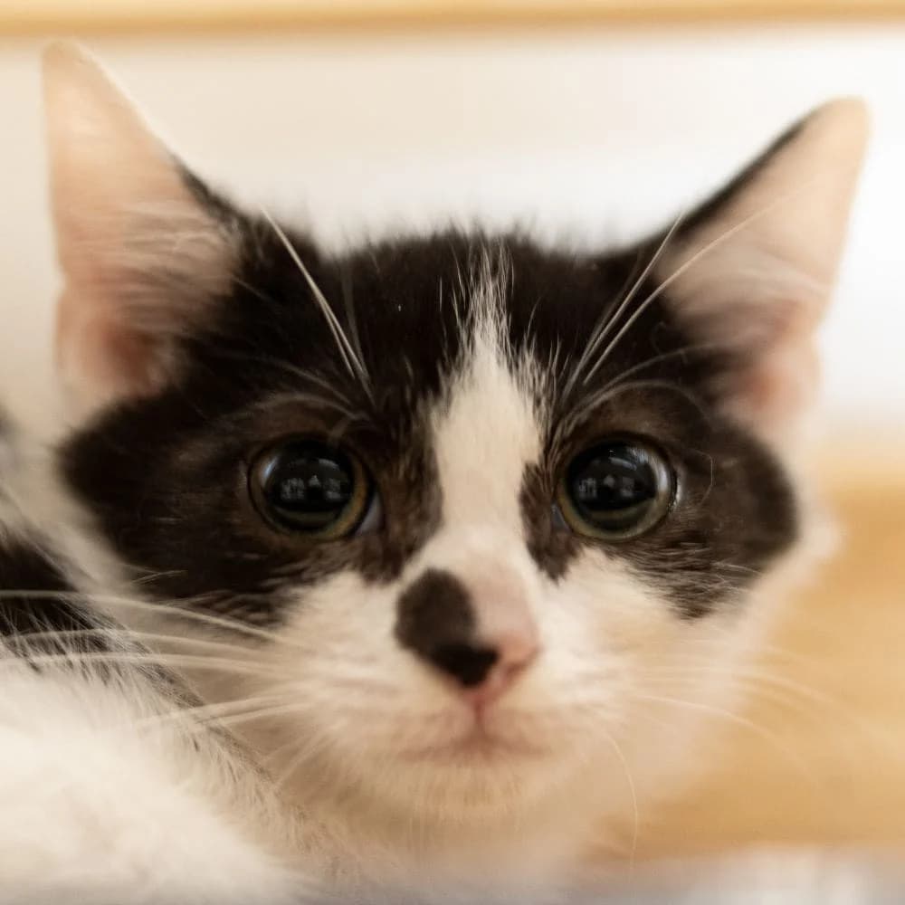 Papuche, Mixed Breed for adoption at Les Chachous de Chacha, les chachous de chacha