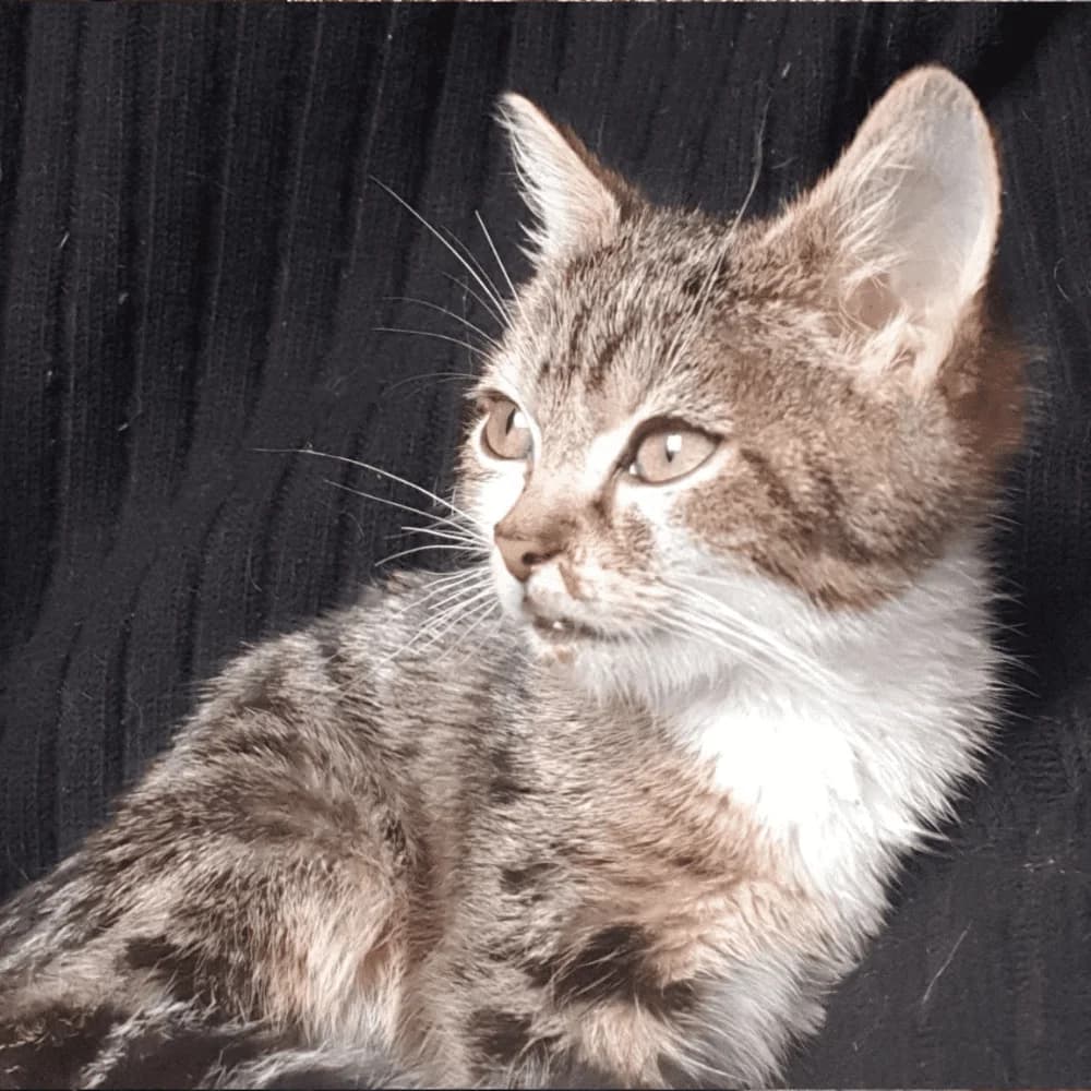 Peanuts, puppy Mixed Breed for adoption at Les Chachous de Chacha, les chachous de chacha