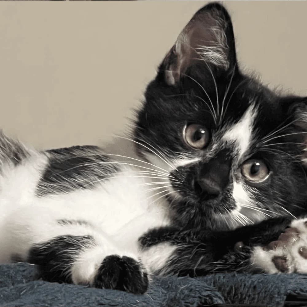 Pépino, Mixed Breed for adoption at Les Chachous de Chacha, les chachous de chacha