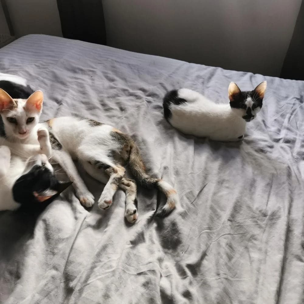 Perle, Mixed Breed for adoption at Les Chachous de Chacha, les chachous de chacha