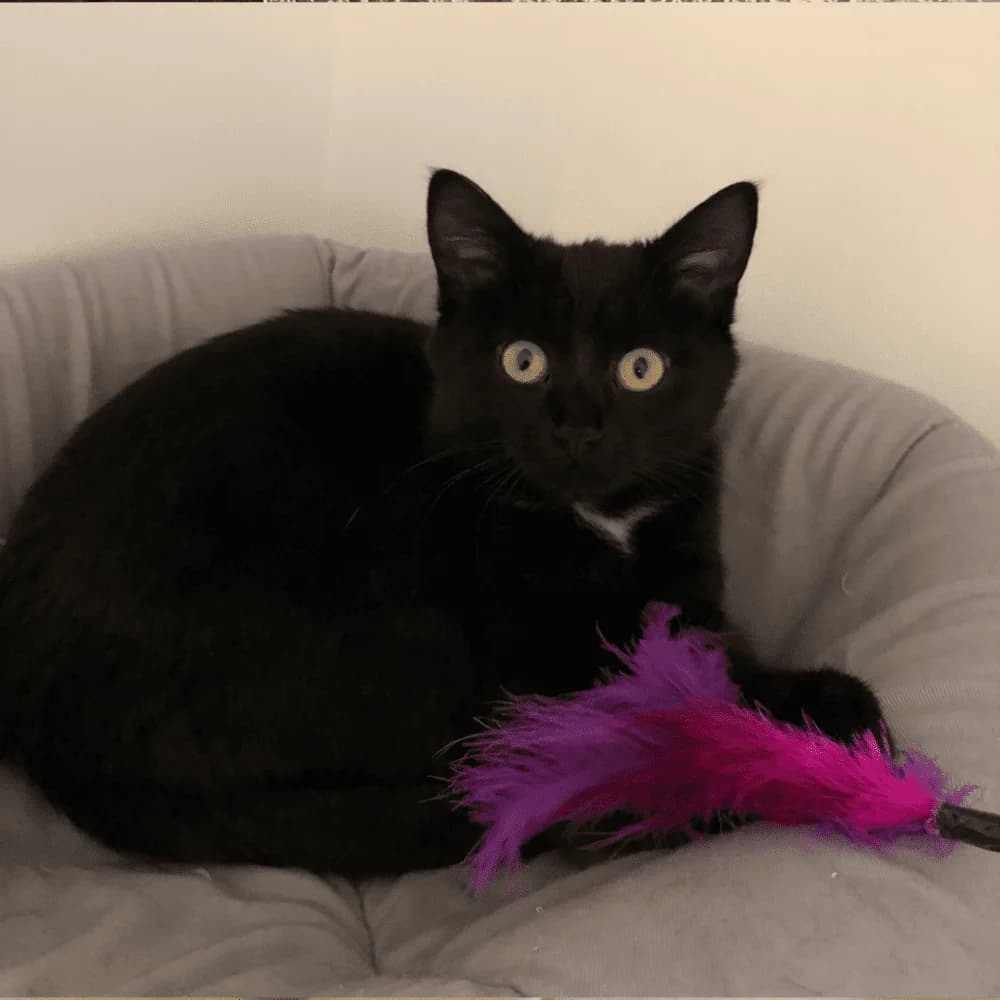 Pixie, Mixed Breed for adoption at Les Chachous de Chacha, les chachous de chacha