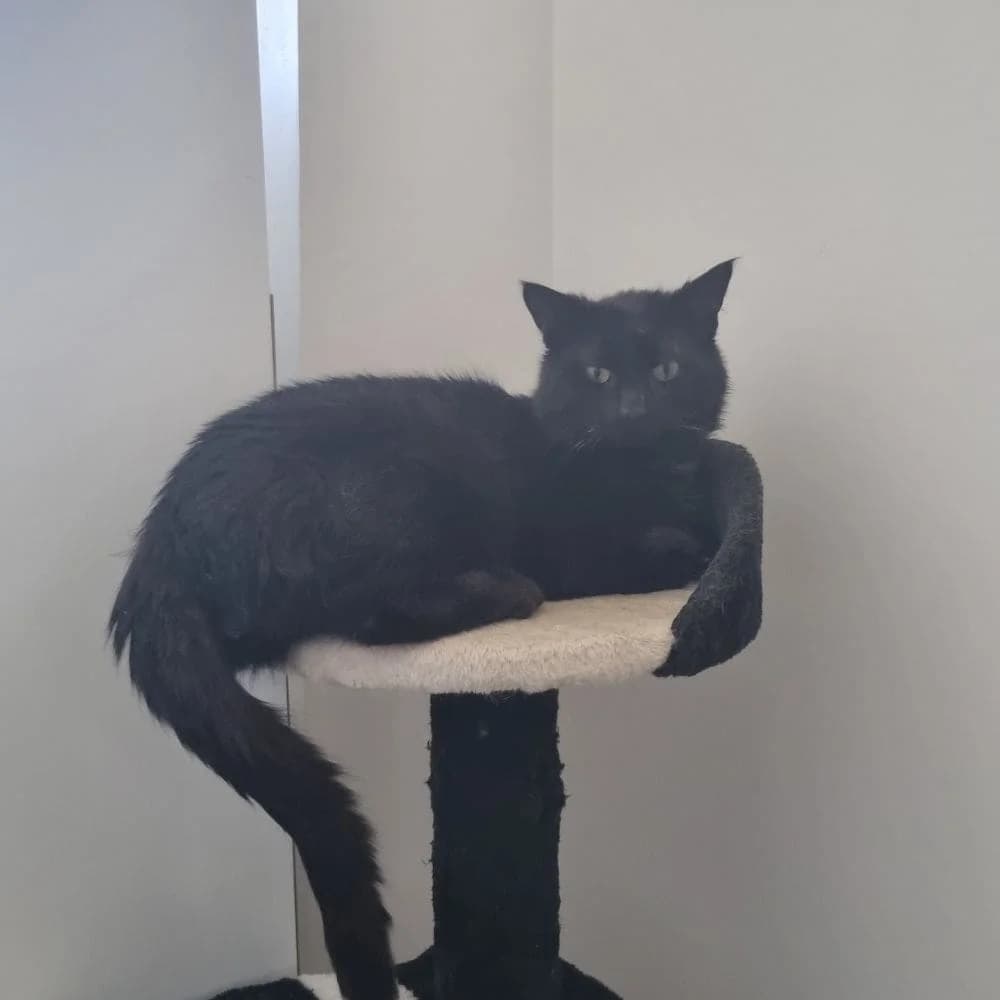 Pludidé, Mixed Breed for adoption at Les Chachous de Chacha, les chachous de chacha