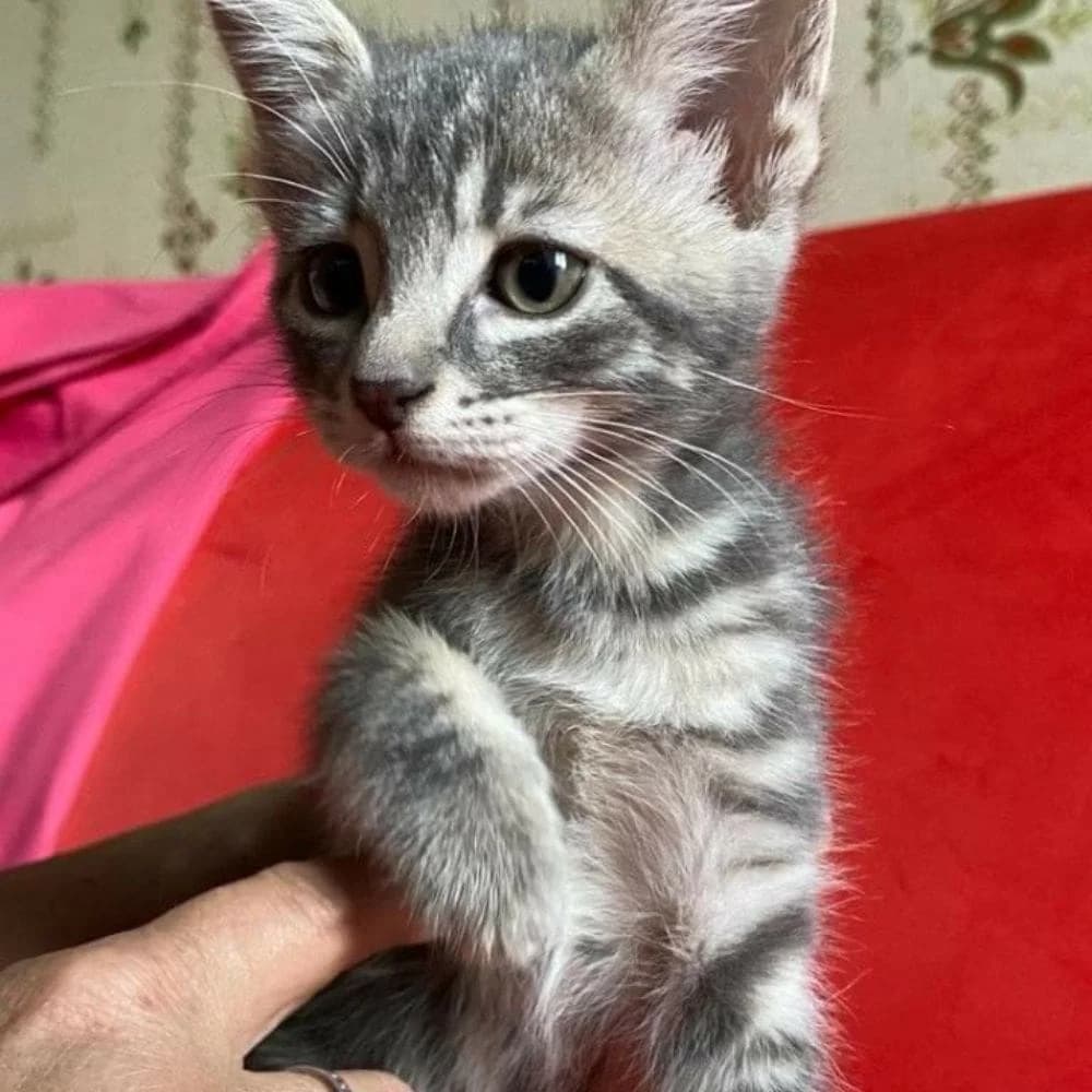Plume, Mixed Breed for adoption at Les Chachous de Chacha, les chachous de chacha