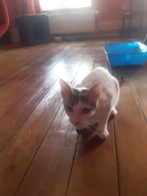 Princesse, Mixed Breed for adoption at Les Chachous de Chacha, les chachous de chacha