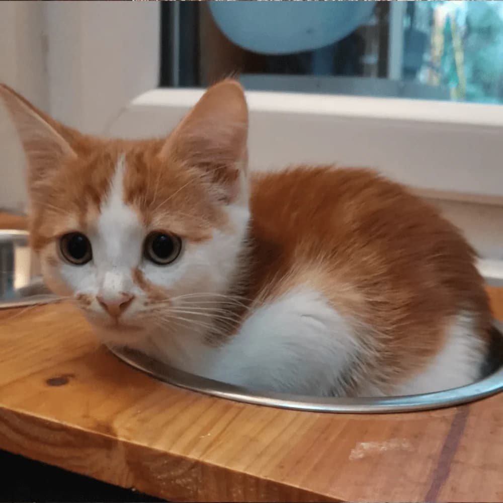 Pumpkin, puppy Mixed Breed for adoption at Les Chachous de Chacha, les chachous de chacha