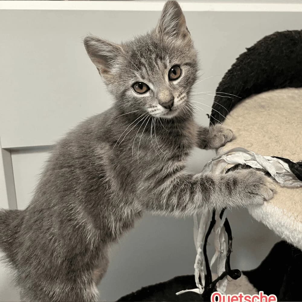 Quetsche, Mixed Breed for adoption at Les Chachous de Chacha, les chachous de chacha