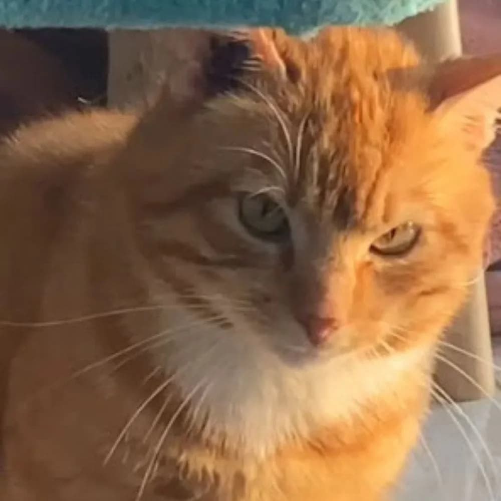 Raichu, Mixed Breed for adoption at Les Chachous de Chacha, les chachous de chacha