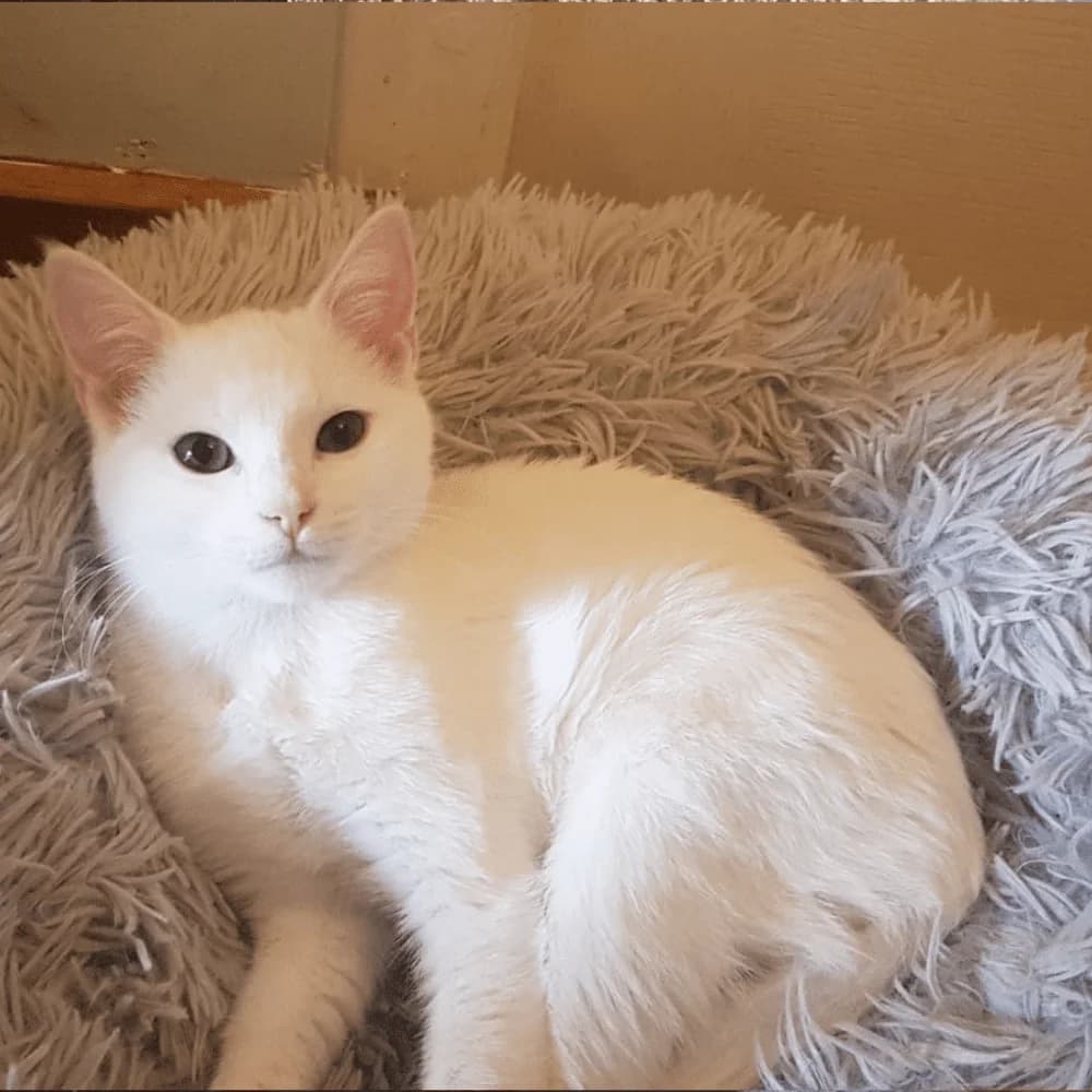 Ramsès, Mixed Breed for adoption at Les Chachous de Chacha, les chachous de chacha