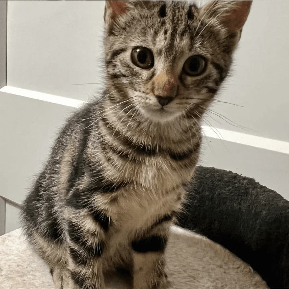 Reinette, Mixed Breed for adoption at Les Chachous de Chacha, les chachous de chacha