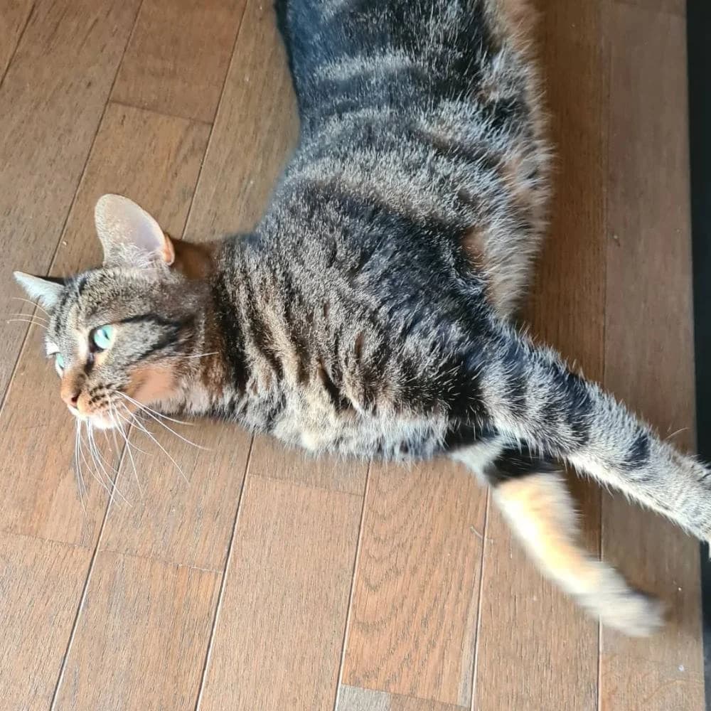 Ronronne, Mixed Breed for adoption at Les Chachous de Chacha, les chachous de chacha