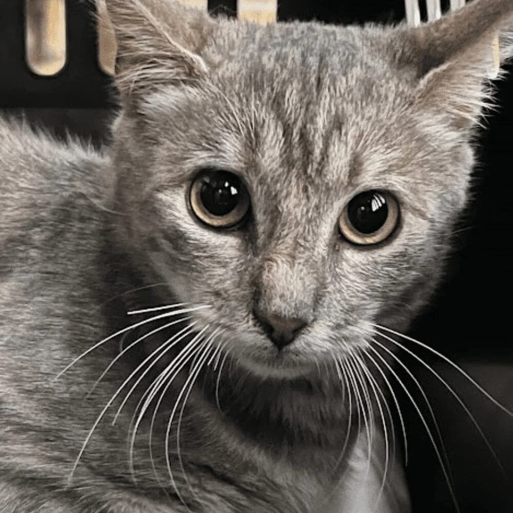 Rosalind, Mixed Breed for adoption at Les Chachous de Chacha, les chachous de chacha