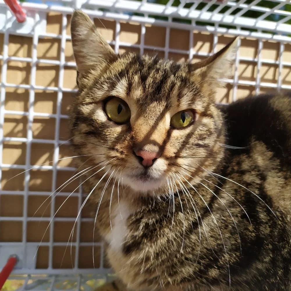 Rufus, Mixed Breed for adoption at Les Chachous de Chacha, les chachous de chacha