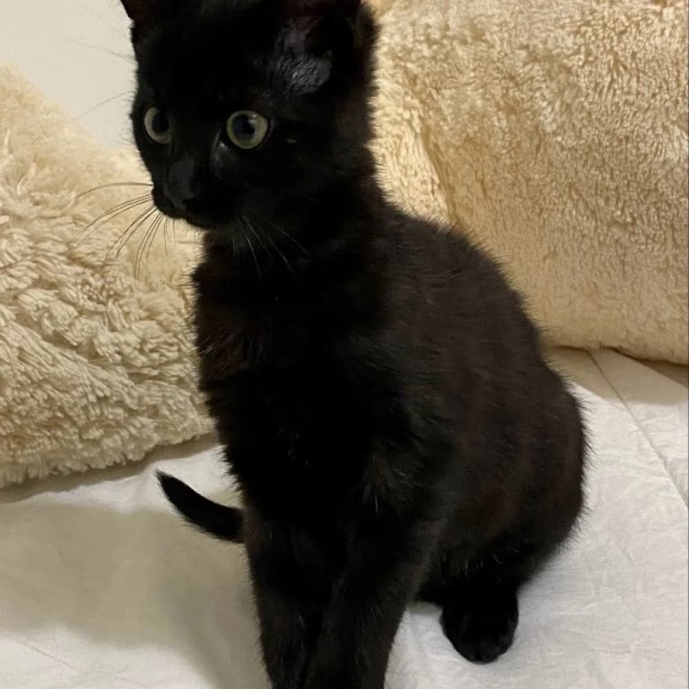 Salsa, Mixed Breed for adoption at Les Chachous de Chacha, les chachous de chacha