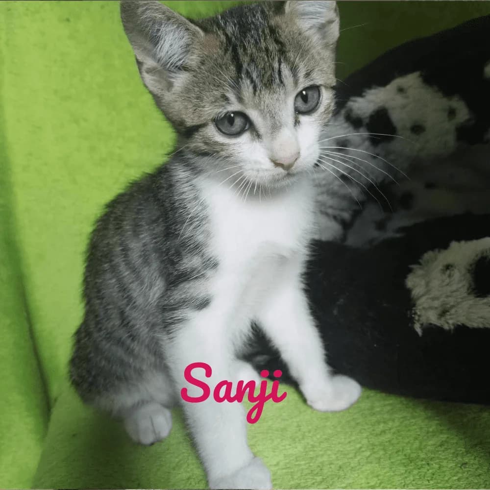Sanji, Mixed Breed for adoption at Les Chachous de Chacha, les chachous de chacha