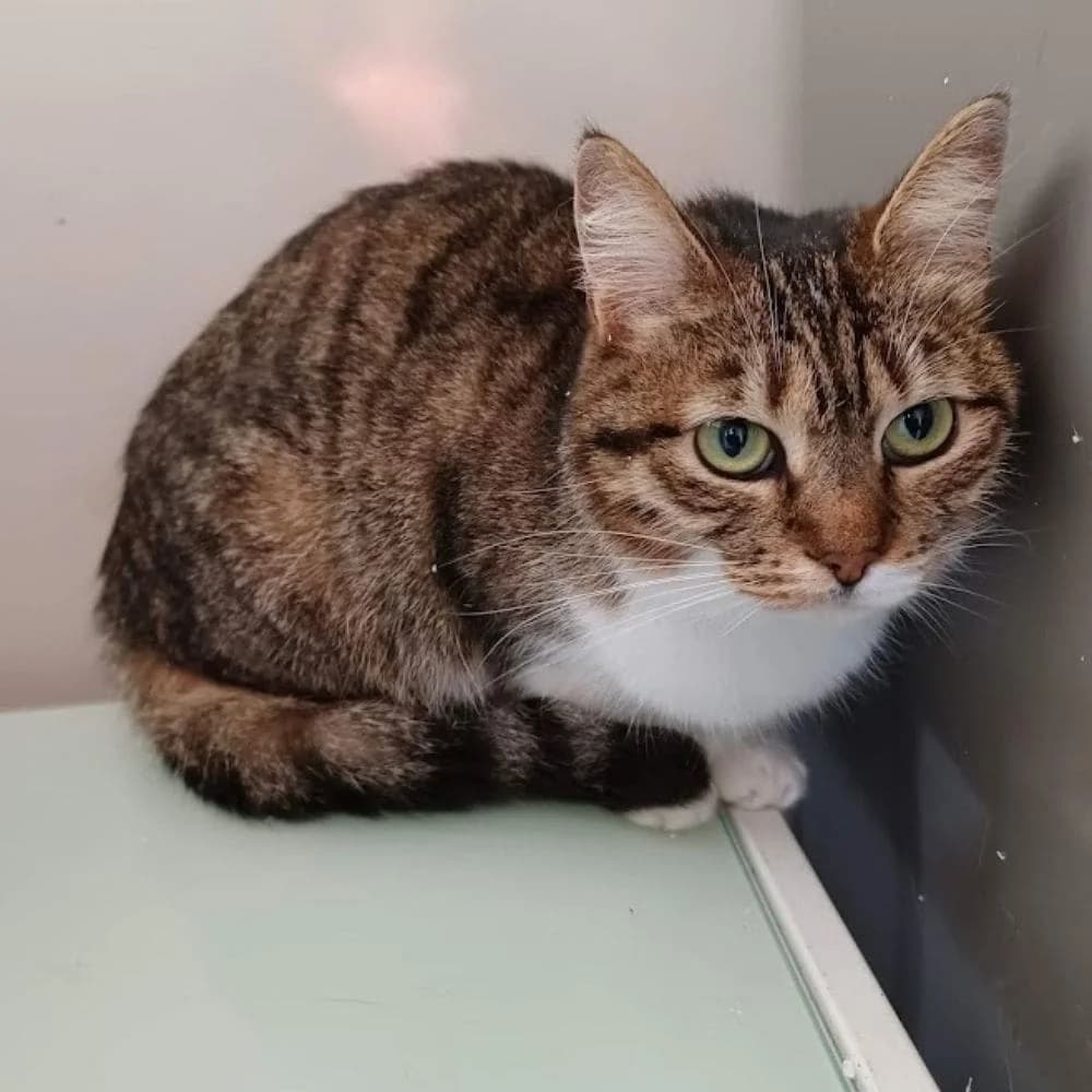 Sara, Mixed Breed for adoption at Les Chachous de Chacha, les chachous de chacha