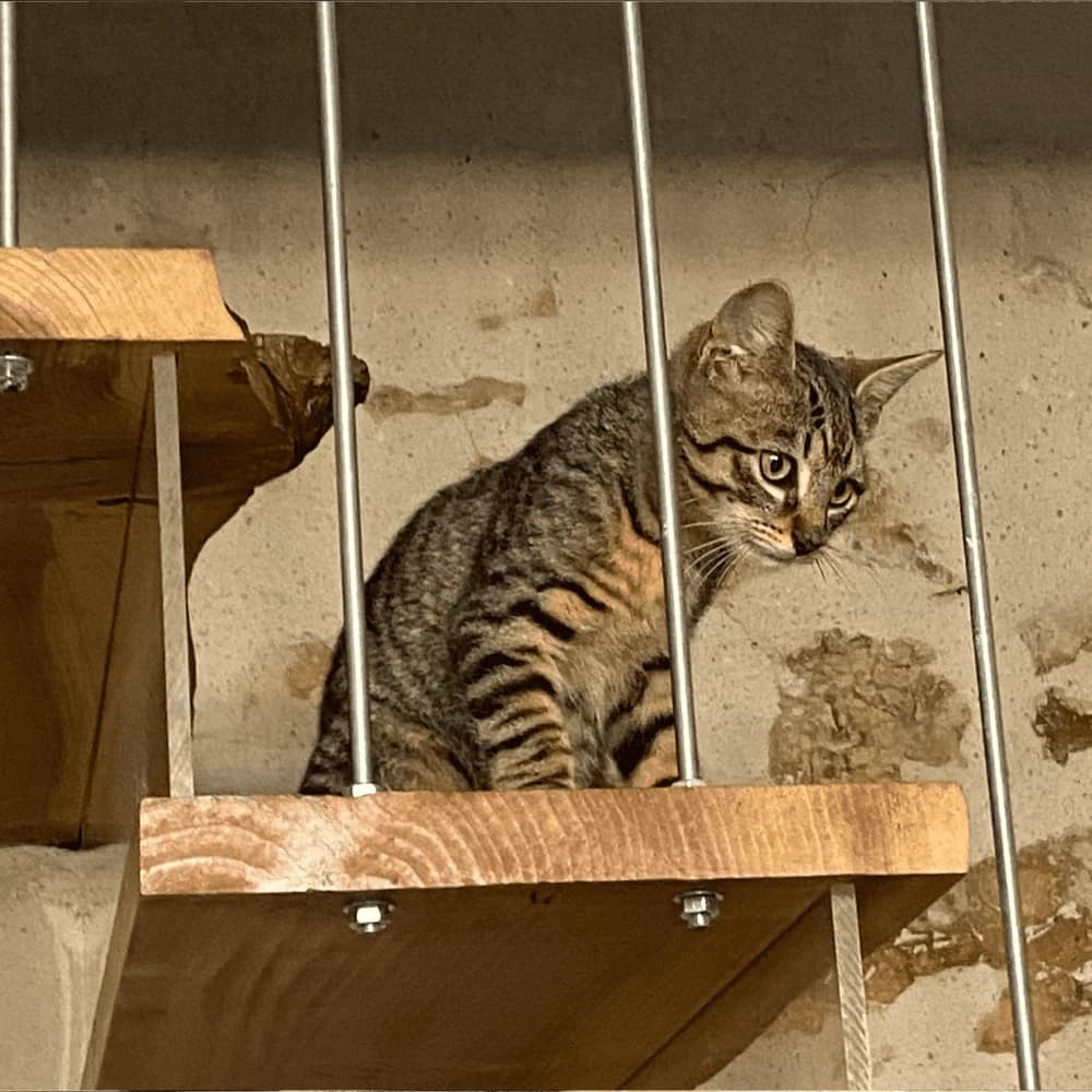 Scofield, Mixed Breed for adoption at Les Chachous de Chacha, les chachous de chacha