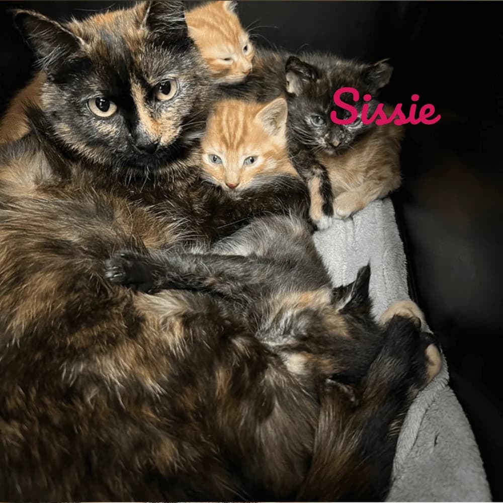 Sissie, Mixed Breed for adoption at Les Chachous de Chacha, les chachous de chacha