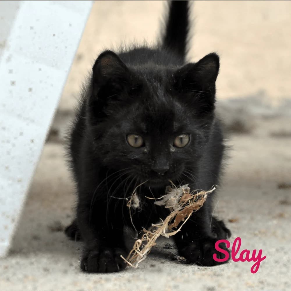 Slay, Mixed Breed for adoption at Les Chachous de Chacha, les chachous de chacha