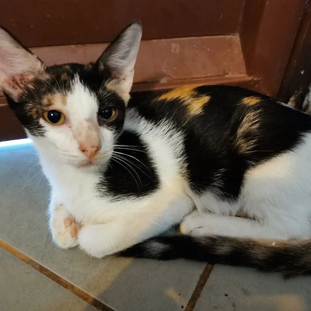 Snow, Mixed Breed for adoption at Les Chachous de Chacha, les chachous de chacha