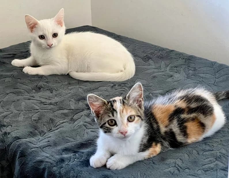 Snow, Mixed Breed for adoption at Les Chachous de Chacha, les chachous de chacha