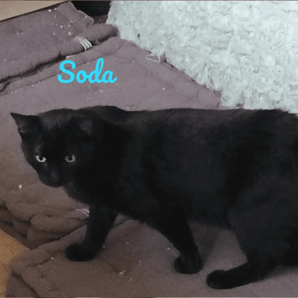 Soda, Mixed Breed for adoption at Les Chachous de Chacha, les chachous de chacha
