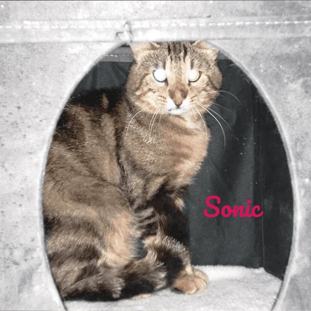 Sonic, Mixed Breed for adoption at Les Chachous de Chacha, les chachous de chacha