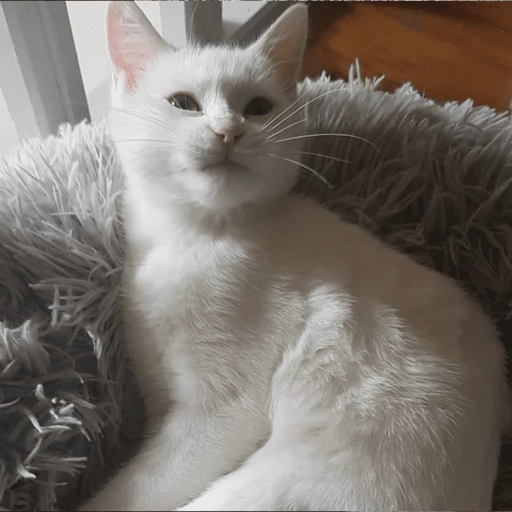 Souna, Mixed Breed for adoption at Les Chachous de Chacha, les chachous de chacha