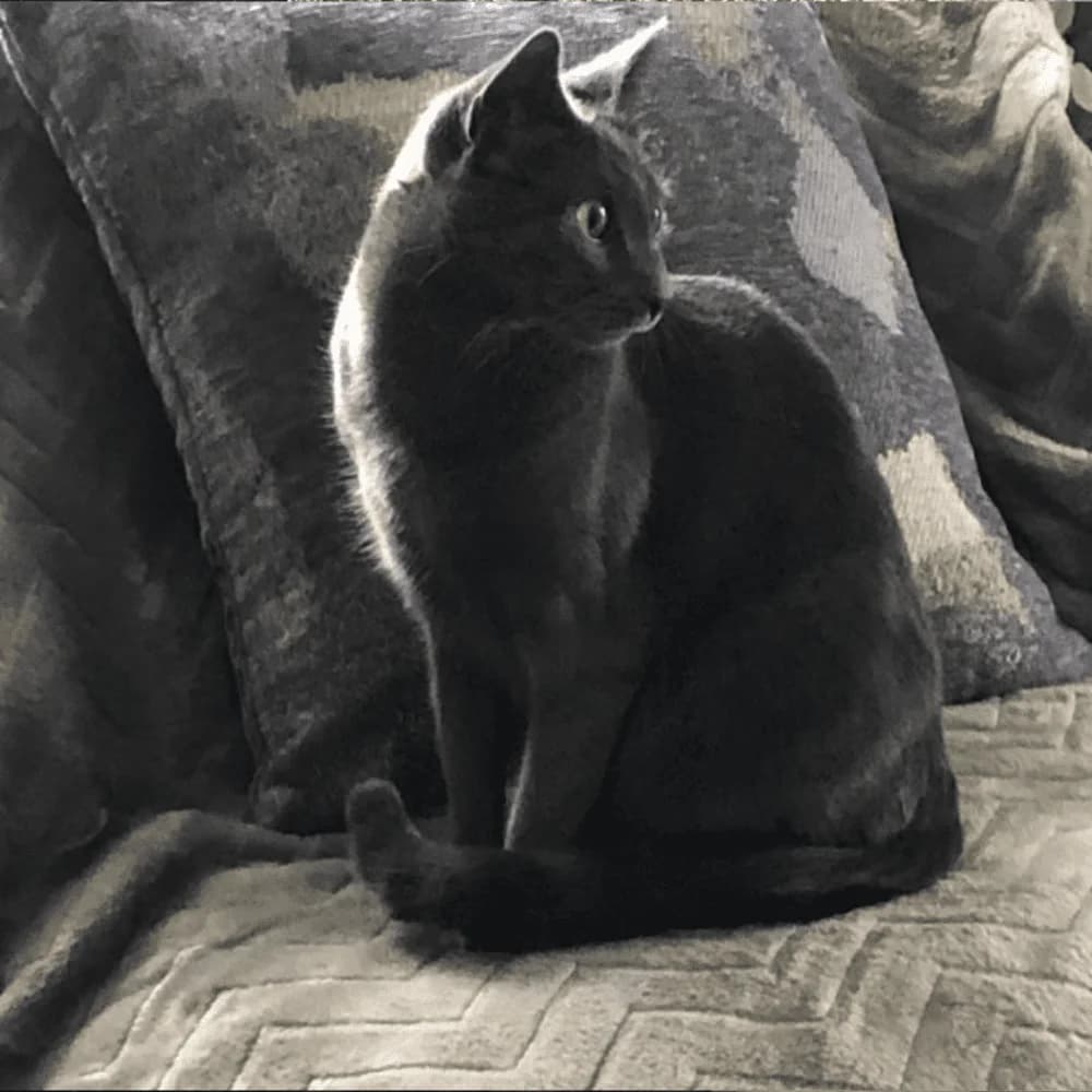 Souris, Mixed Breed for adoption at Les Chachous de Chacha, les chachous de chacha