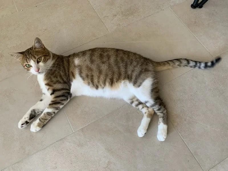 Steevy, Mixed Breed for adoption at Les Chachous de Chacha, les chachous de chacha