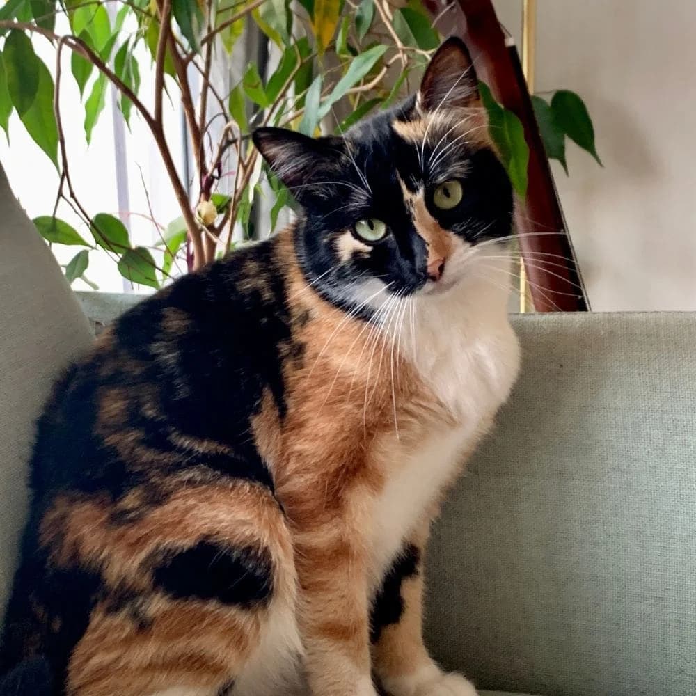 Stella, Mixed Breed for adoption at Les Chachous de Chacha, les chachous de chacha