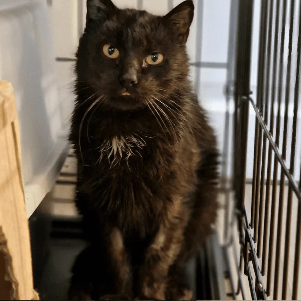 Storm, Mixed Breed for adoption at Les Chachous de Chacha, les chachous de chacha