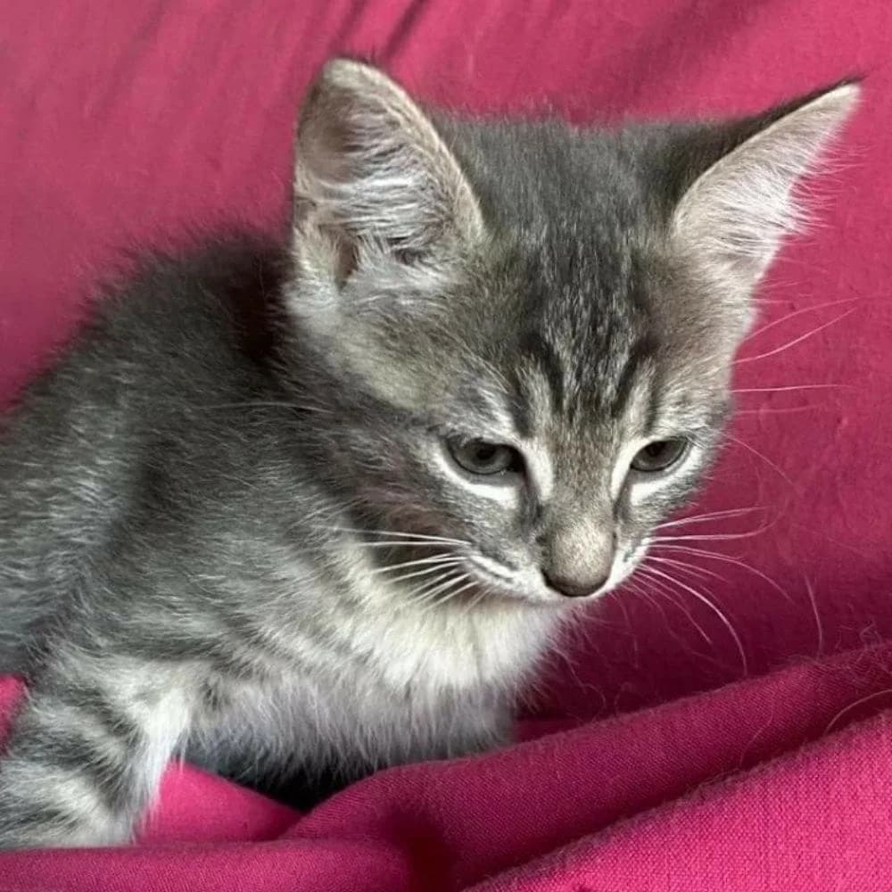 Suki, Mixed Breed for adoption at Les Chachous de Chacha, les chachous de chacha