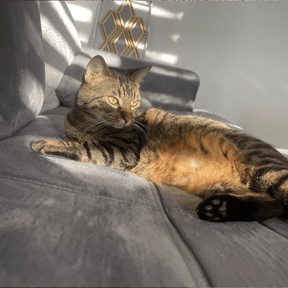 Sunday, Mixed Breed for adoption at Les Chachous de Chacha, les chachous de chacha