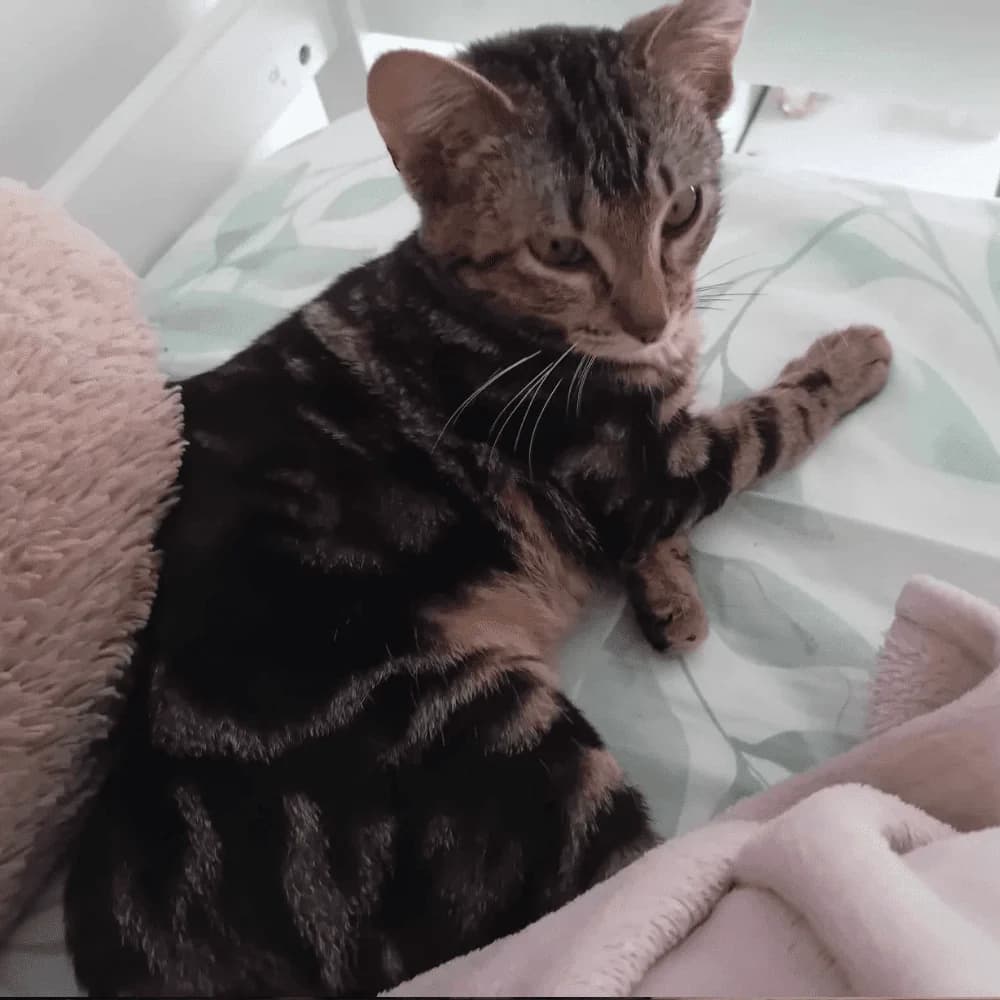 Sushi, Mixed Breed for adoption at Les Chachous de Chacha, les chachous de chacha