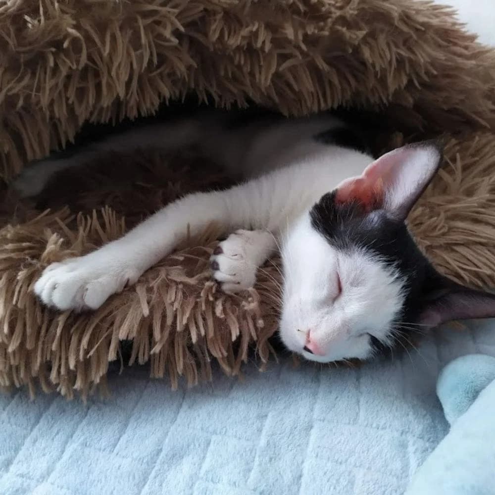 Tache, 4yo Mixed Breed for adoption at Les Chachous de Chacha, les chachous de chacha