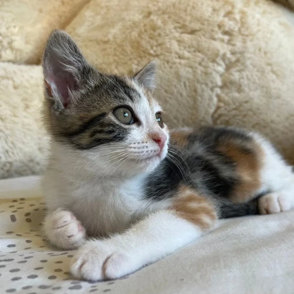 Tagada, Mixed Breed for adoption at Les Chachous de Chacha, les chachous de chacha