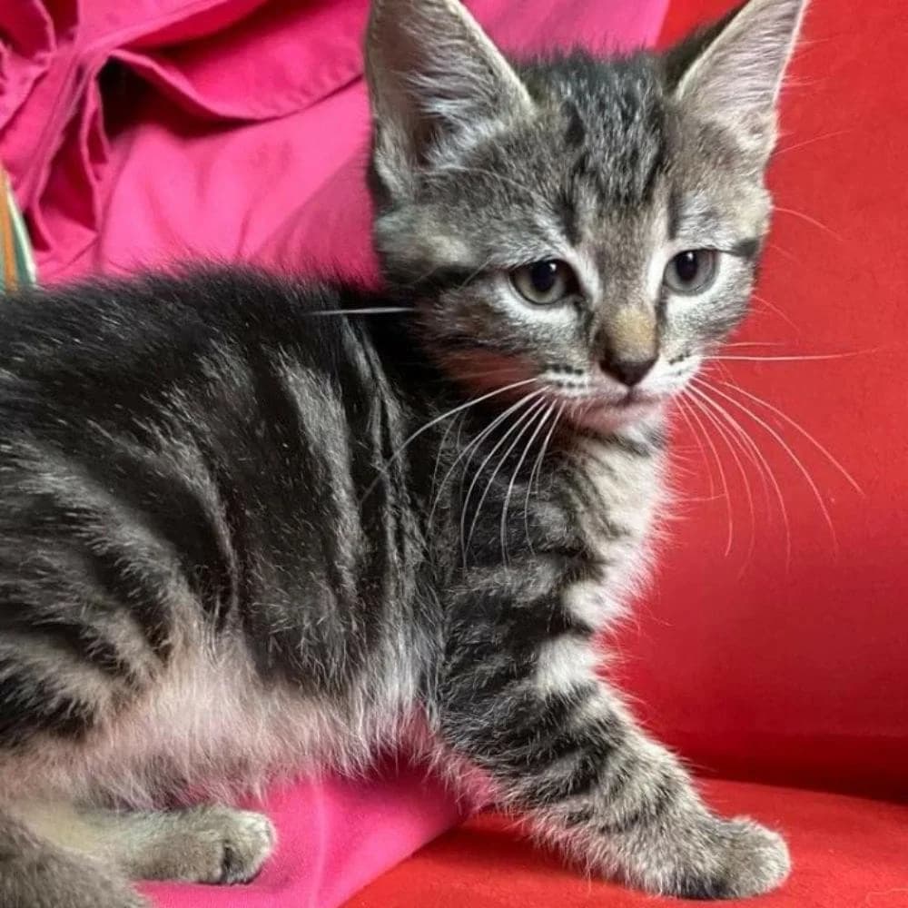 Taïga, Mixed Breed for adoption at Les Chachous de Chacha, les chachous de chacha