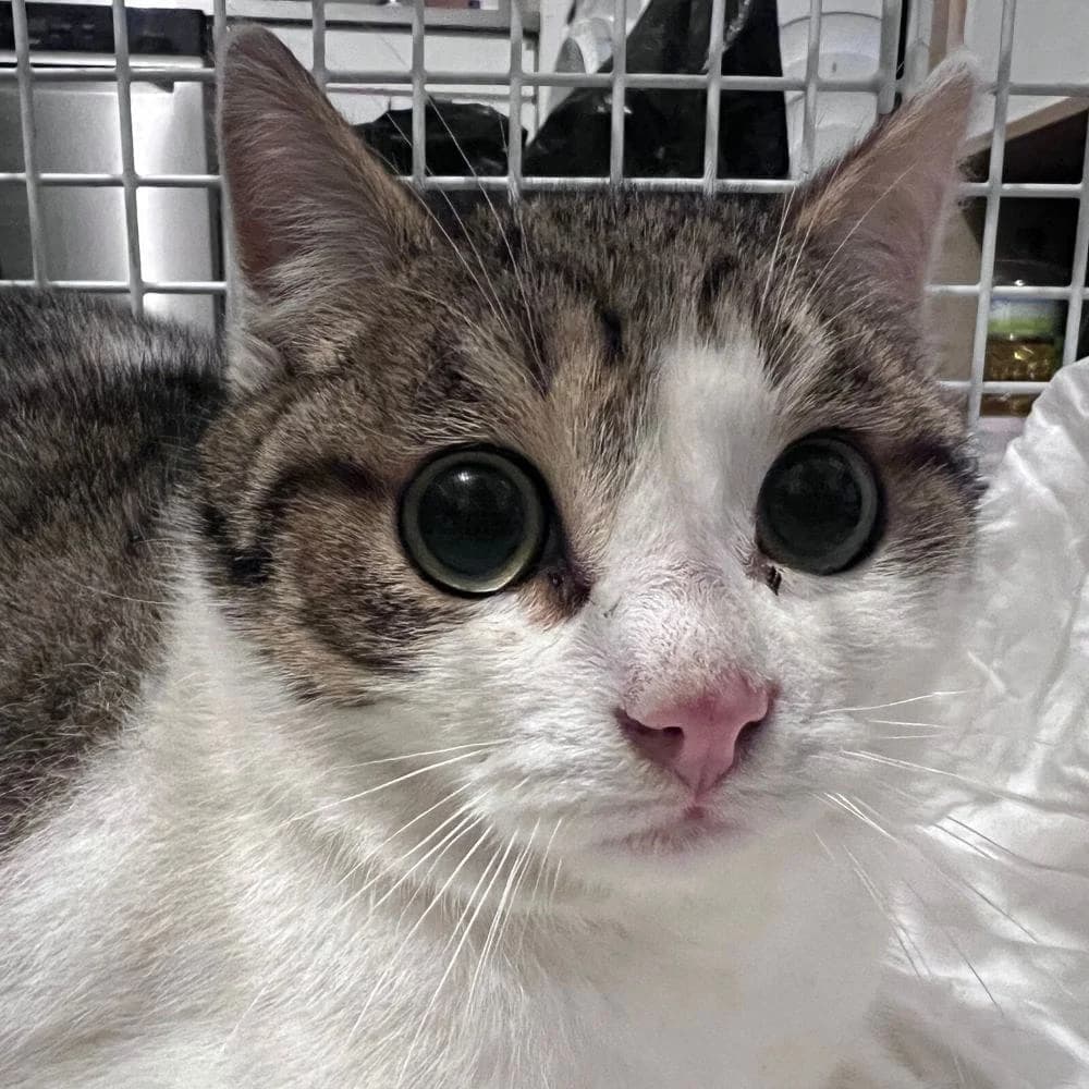 Talio, Mixed Breed for adoption at Les Chachous de Chacha, les chachous de chacha