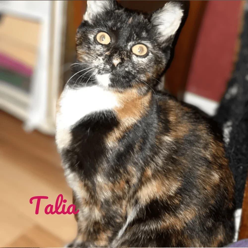 Talia, Mixed Breed for adoption at Les Chachous de Chacha, les chachous de chacha