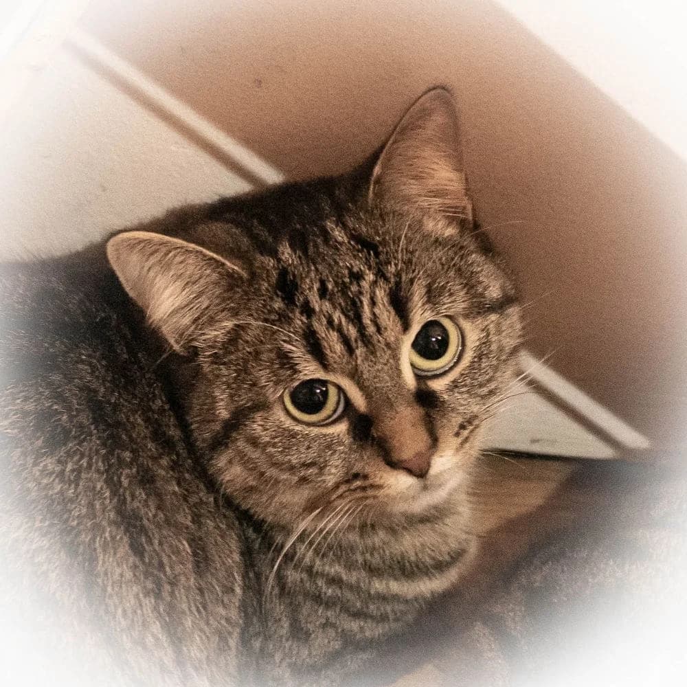 Tamia, Mixed Breed for adoption at Les Chachous de Chacha, les chachous de chacha