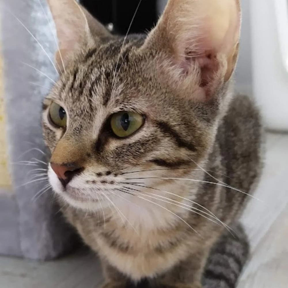 Tara, Mixed Breed for adoption at Les Chachous de Chacha, les chachous de chacha