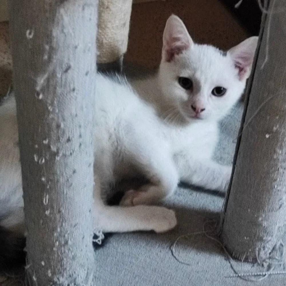 Temy, Mixed Breed for adoption at Les Chachous de Chacha, les chachous de chacha