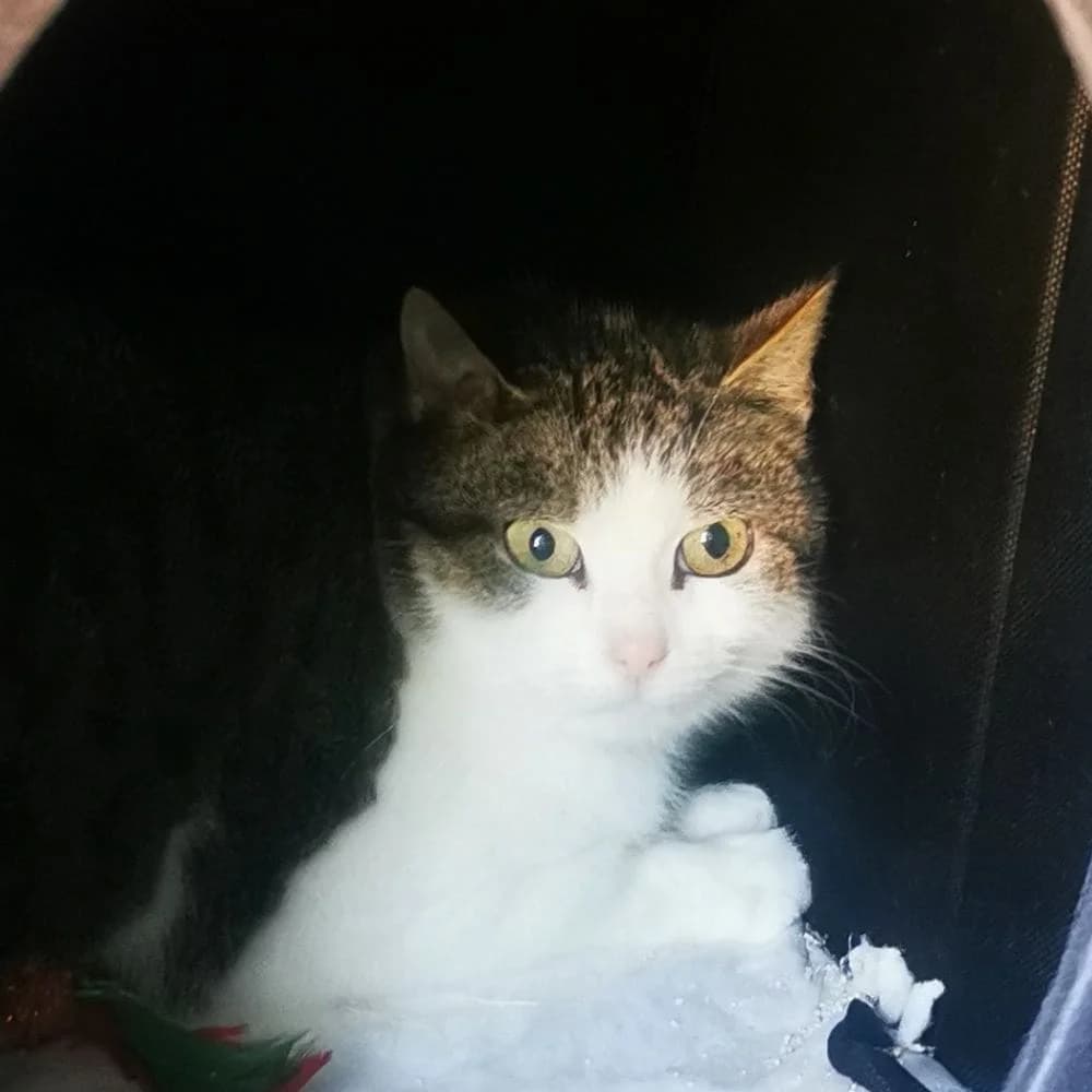 Terra, Mixed Breed for adoption at Les Chachous de Chacha, les chachous de chacha
