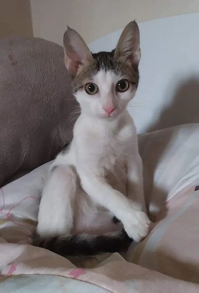 Mica, Mixed Breed for adoption at Les Chachous de Chacha, les chachous de chacha