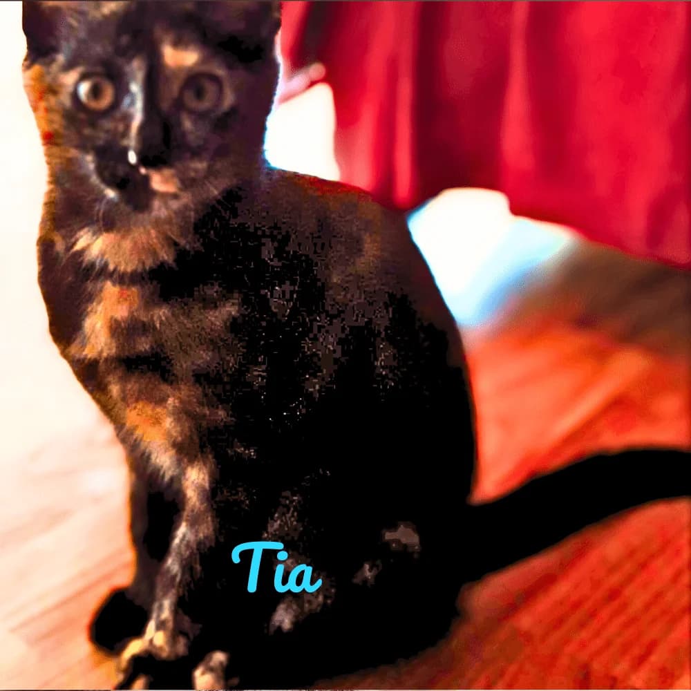 Tia, Mixed Breed for adoption at Les Chachous de Chacha, les chachous de chacha
